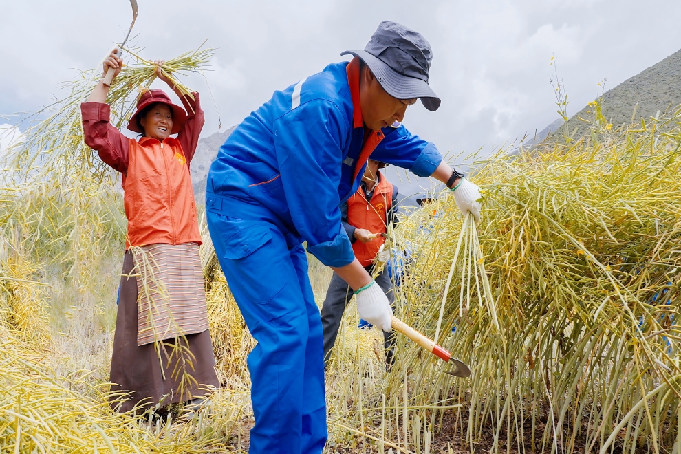 1759993285725714.jpg 幫扶搶收菜籽油(1).jpg